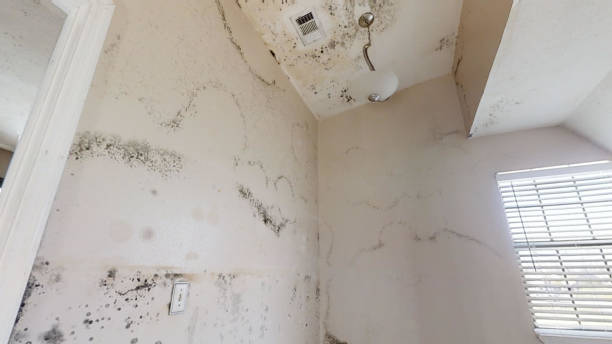 Best Black Mold Removal  in Valparaiso, FL