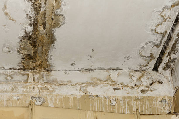 Best Environmental Consulting for Mold Prevention  in Valparaiso, FL