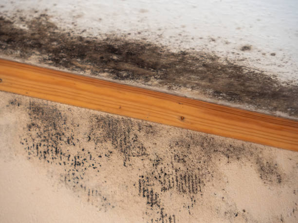 Best Industrial Mold Remediation  in Valparaiso, FL