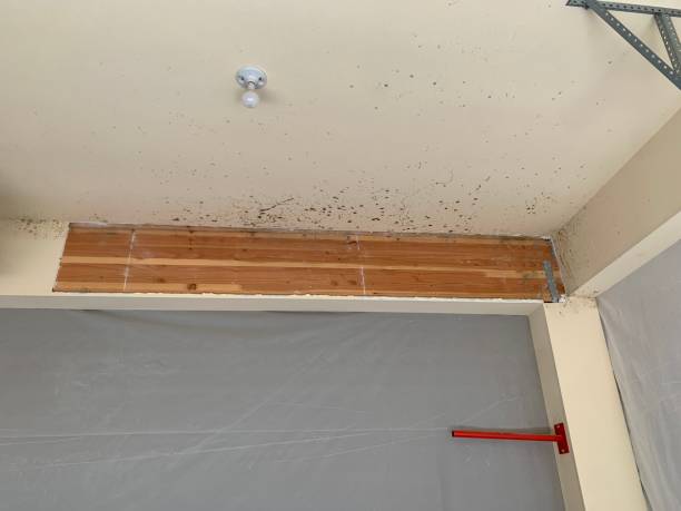 Best Real Estate Mold Inspection  in Valparaiso, FL