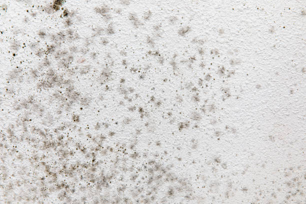 Best Mold Removal for HVAC Installations  in Valparaiso, FL