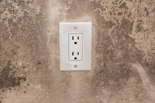 Best Basement Mold Removal  in Valparaiso, FL