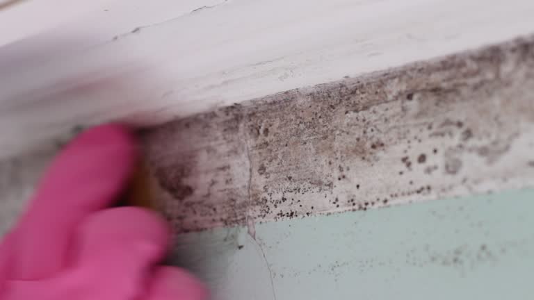 Best Mold-Related Health Consultation  in Valparaiso, FL
